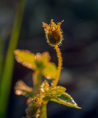Morning nature in sunlight and dew