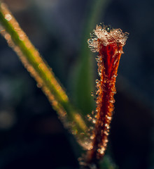 Morning nature in sunlight and dew