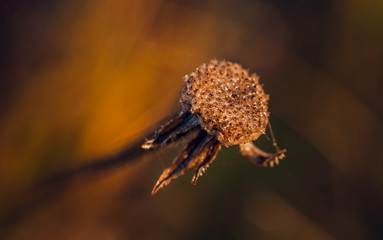Morning nature in sunlight and dew