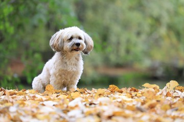 Weißer Havaneser im Herbst