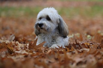 Kleiner weißer Hund, Malteser im Herbstlaub