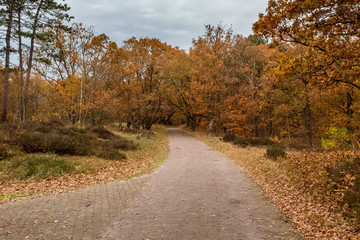 Fototapeta na wymiar Stone path through a forest in autumn colors