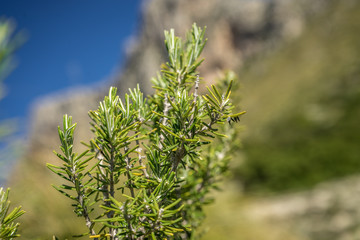 Rosmarin in der Natur