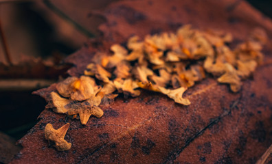 Fading nature in autumn plants