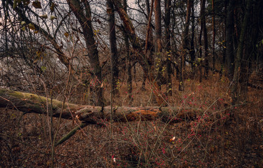 Fading nature in autumn plants