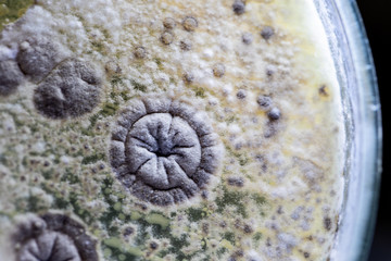 Mold Beautiful, Colony of Characteristics of Fungus (Mold) in culture medium plate from laboratory microbiology.