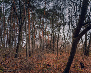 Fading nature in autumn plants