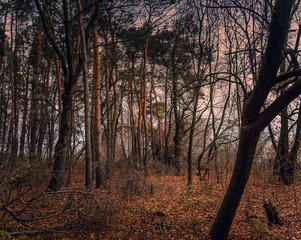 Fading nature in autumn plants