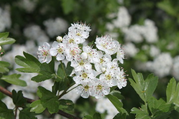 Beautiful white spring flowers wallpaper