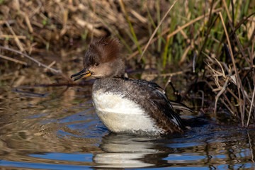 Merganser