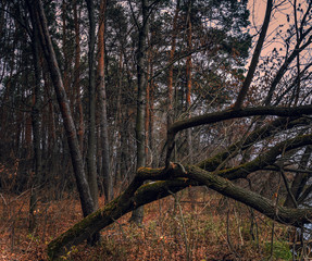 Fading nature in autumn plants