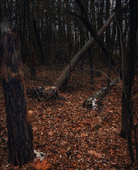 Fading nature in autumn plants