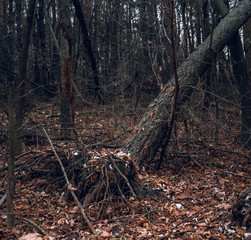 Fading nature in autumn plants