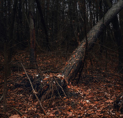 Fading nature in autumn plants