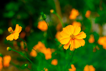 Cosmos flowers bloom after the rain has already fallen.