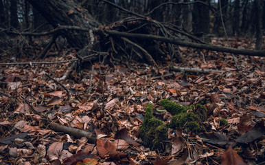 Fading nature in autumn plants