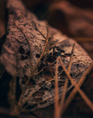 Fading nature in autumn plants