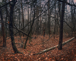 Fading nature in autumn plants