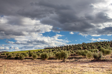 Fototapeta na wymiar ..An olive grove view in a cloudy and sunny day. Copy space.