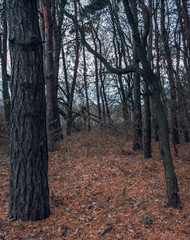 Fading nature in autumn plants