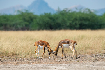 Antelope Blackbucks fighting with horns showing dominance in open grass field and green background...