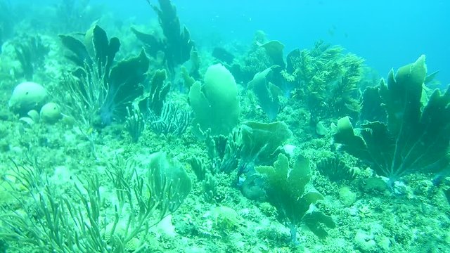 coral life caribbean sea Bonaire island underwater diving video