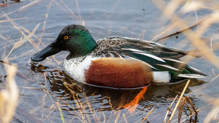 Northern Shoveler
