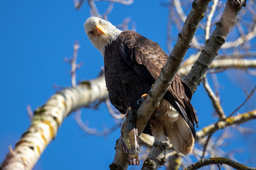 Eagle with fish in tree