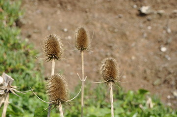 Obraz premium thistle on the beach