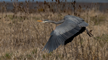great blue heron in flight