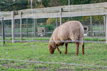 Dutch sheep eating grass