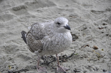seagull on beach