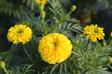 Marigold in the garden