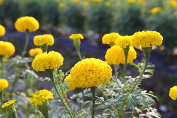 Marigold in the garden