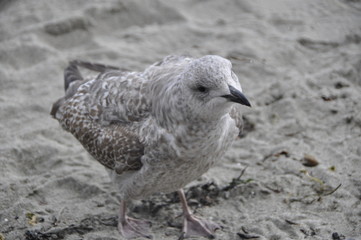 seagull on beach