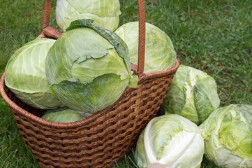 Fresh cabbage in a basket