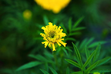 Marigold in the garden