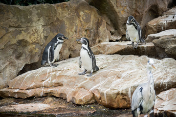 Berlin, Germany -5 august 2019: penguins in Berlin zoo outdoors