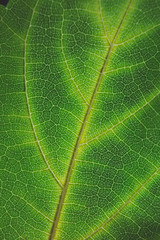 Beautiful bright colorful autumn leaf in the park.