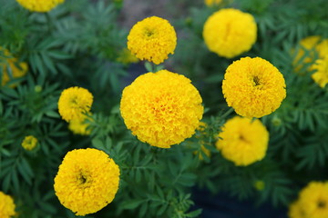 Marigold in the garden