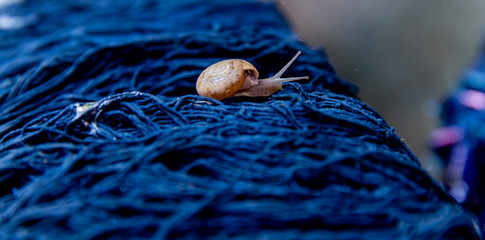 Small snail on Cotton thread dyeing indigo natural color. little life in natural