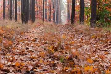 Path covered with fallen leaves in autumn forest close-up