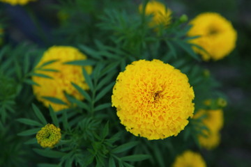 Marigold in the garden