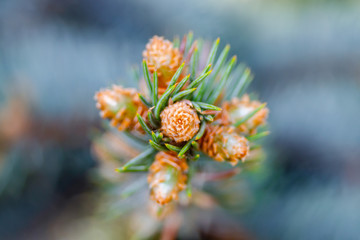 Green Pine Tree Sprout Pollen Macro
