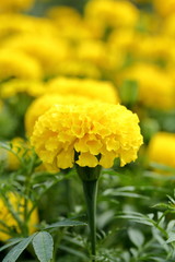 Marigold in the garden