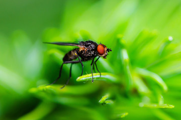 Exotic Drosophila Fly Diptera Parasite Insect on Plant Green Grass Macro