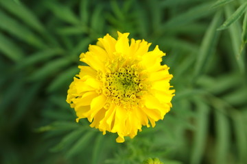 Marigold in the garden