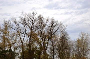 the bare autumn branches of trees