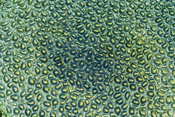 Abstract background texture of green baubles.