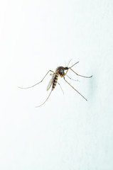 Dangerous Malaria Infected Mosquito on White Wall. Leishmaniasis, Encephalitis, Yellow Fever, Dengue, Malaria Disease, Mayaro or Zika Virus Infectious Culex Mosquito Parasite Insect Macro.